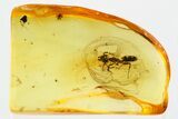 Detailed Fossil Ant (Dolichoderinae) In Baltic Amber #352927-1